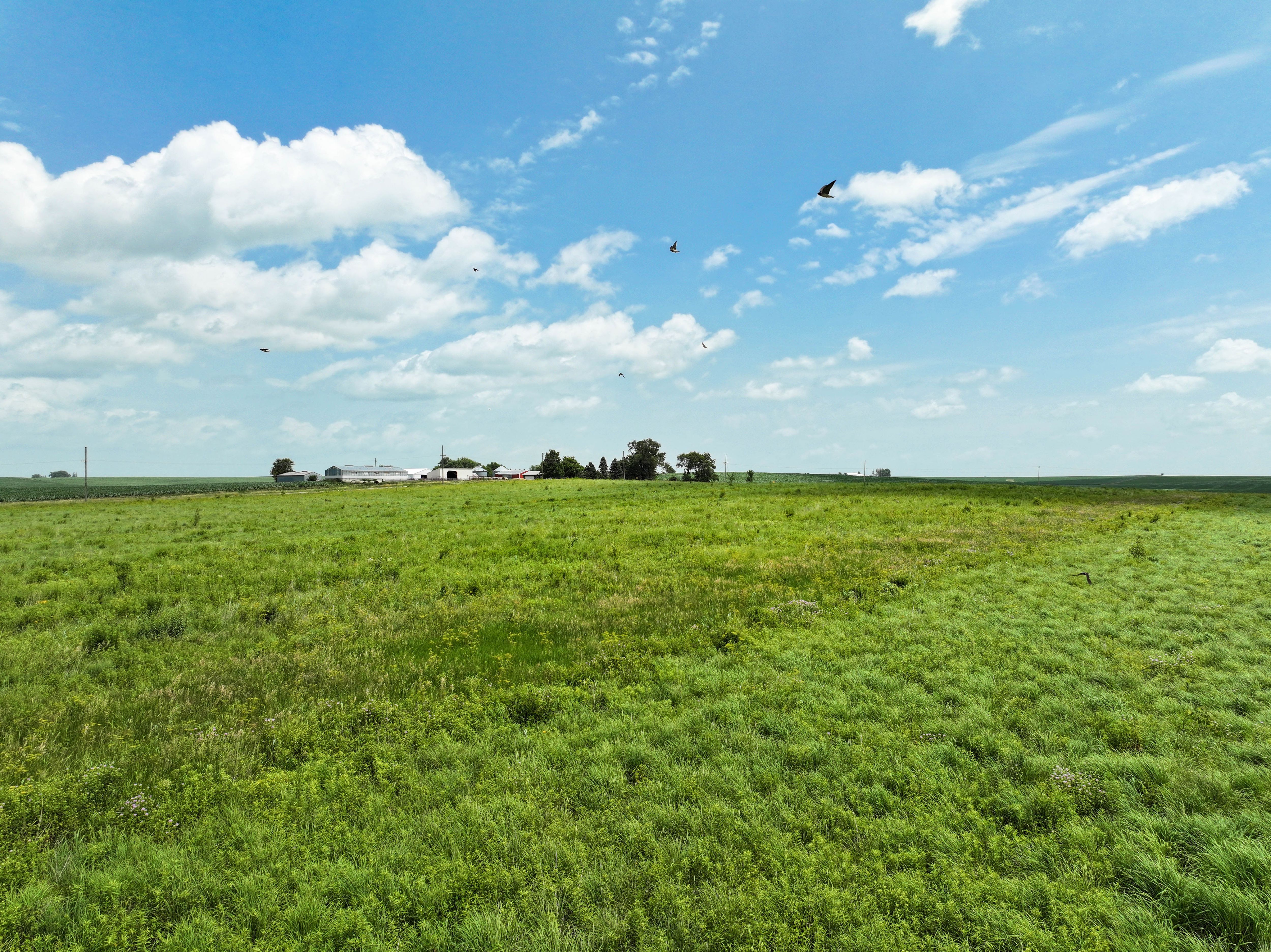 Listing Photo: 11_Iowa Farmland For Sale